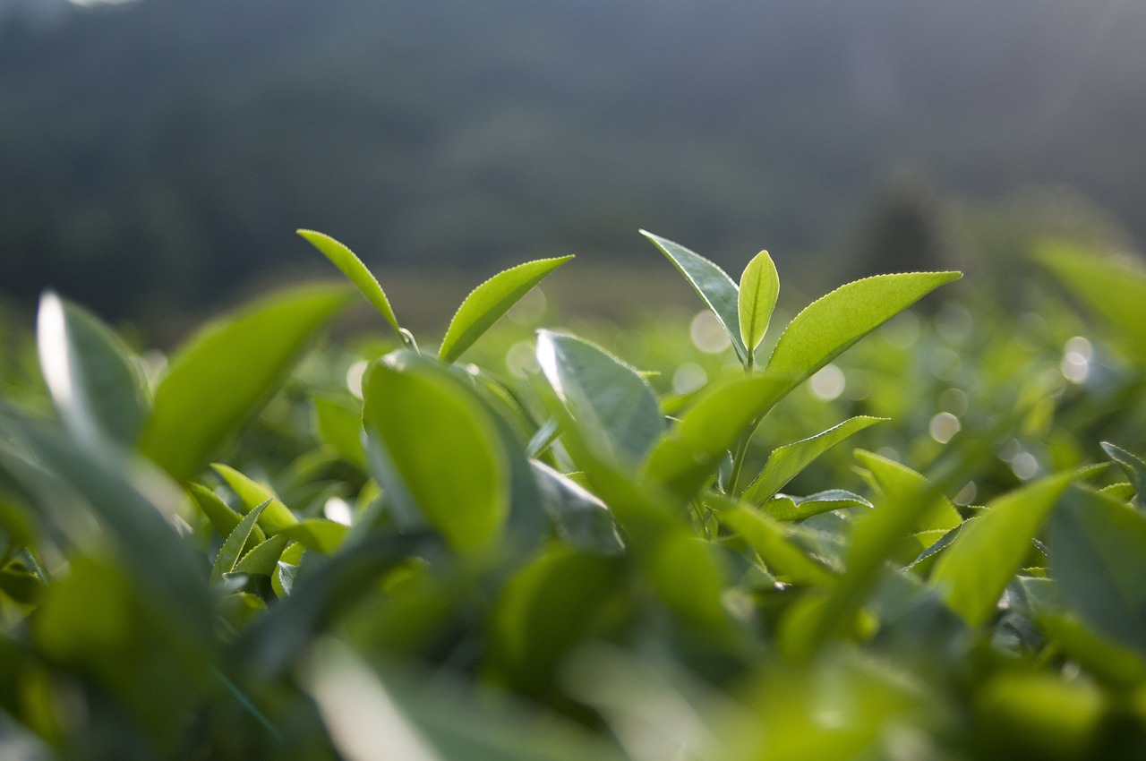 中国十大名茶最新排名及独特魅力揭秘