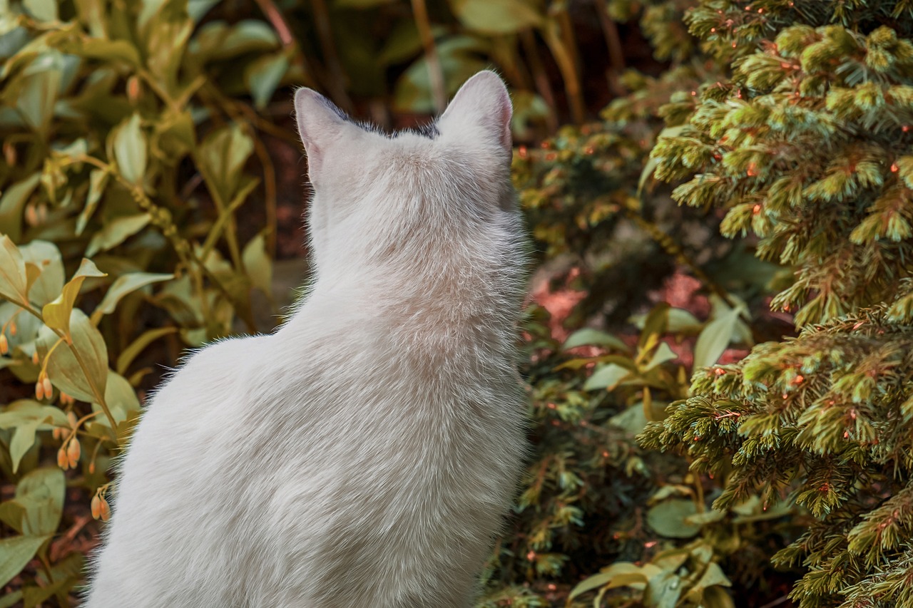 快猫最新地址,关于快猫最新地址的文章